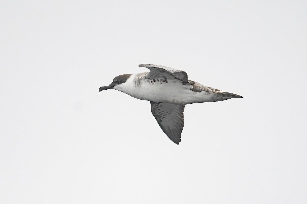 ズグロミズナギドリ - ML636479385