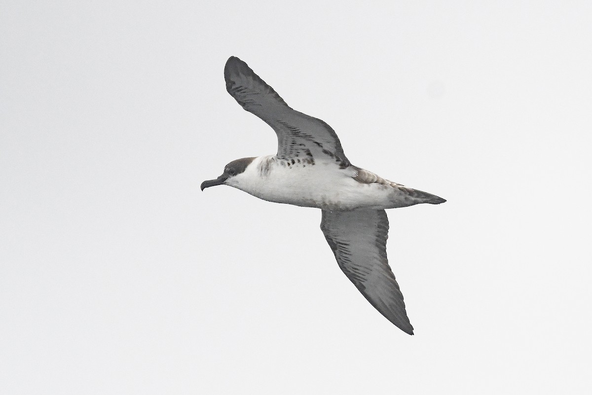 ズグロミズナギドリ - ML636479392