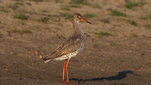 Common Redshank - ML636479423