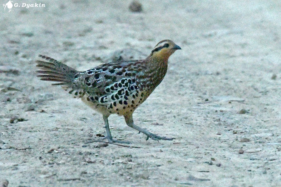 Mountain Bamboo-Partridge - ML636479427