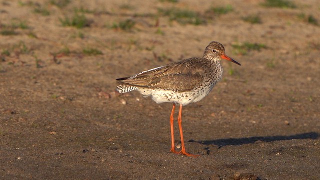 Common Redshank - ML636479444