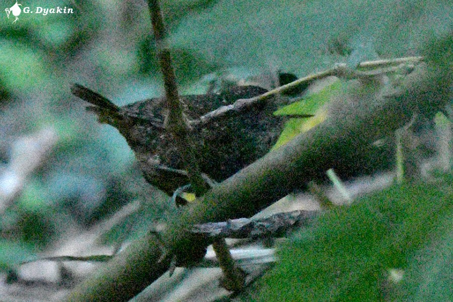 Spotted Elachura - ML636479461
