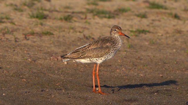 Common Redshank - ML636479477