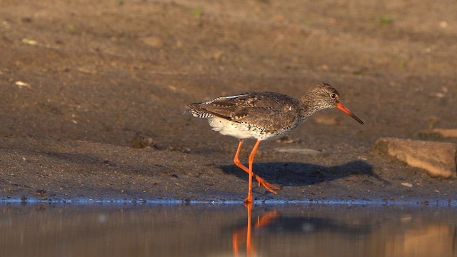 Common Redshank - ML636479481