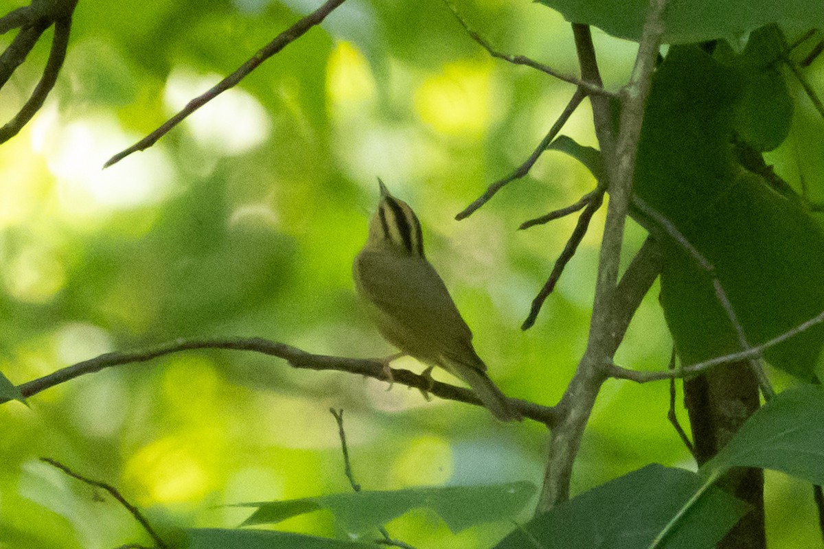Worm-eating Warbler - ML636479486