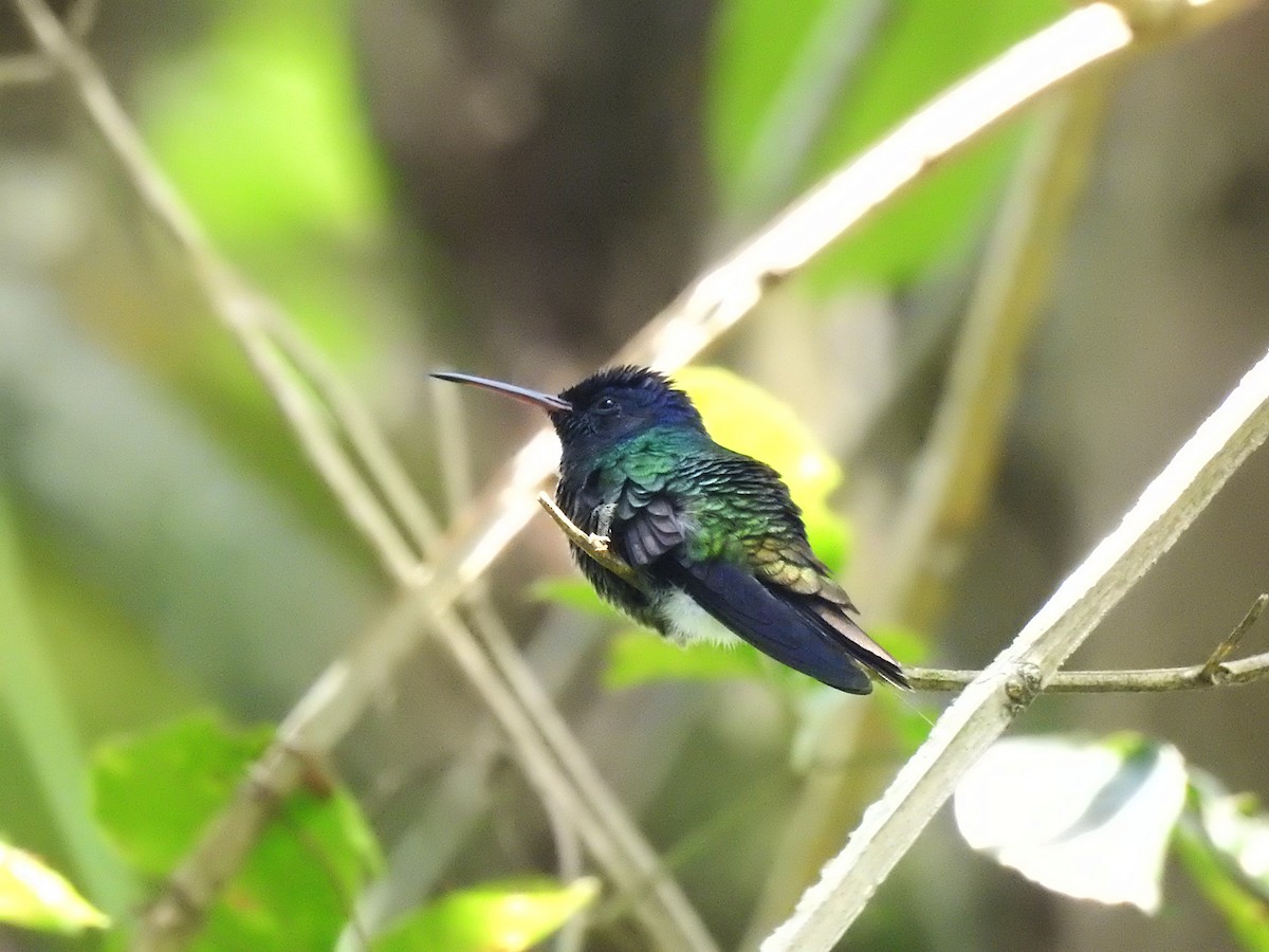 Golden-tailed Sapphire - ML636479501