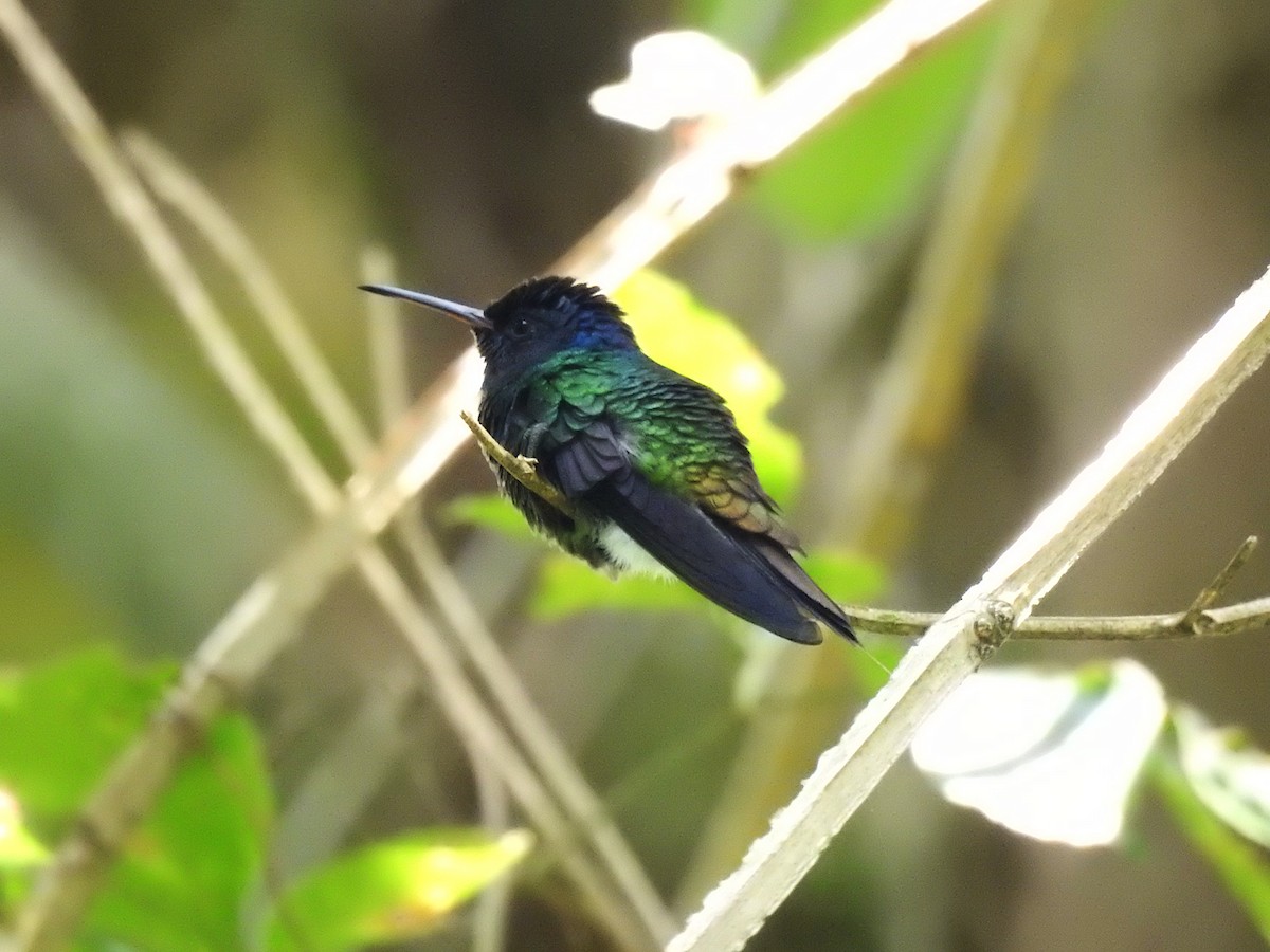 Golden-tailed Sapphire - ML636479503