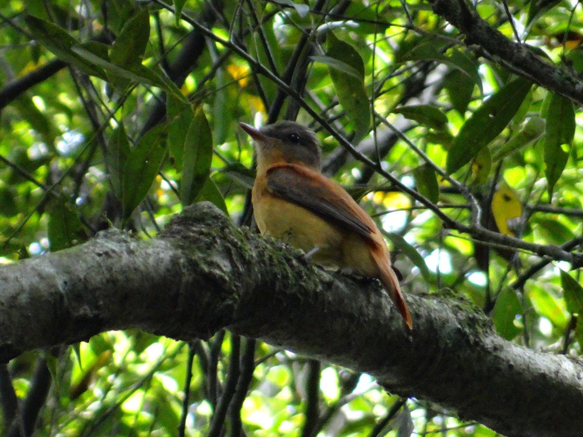 Rufous-tailed Attila - ML636479528