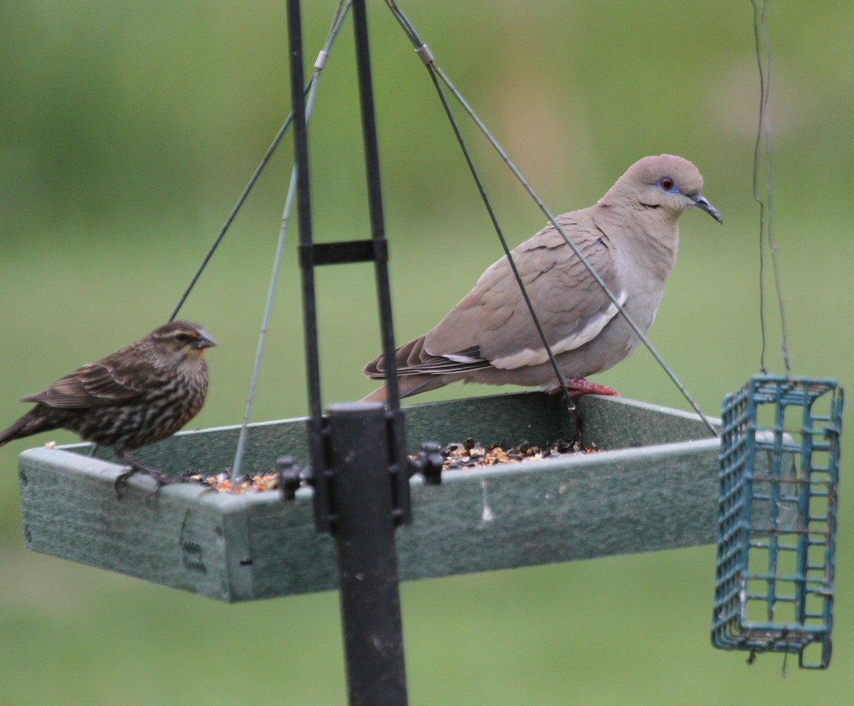 White-winged Dove - ML636479539