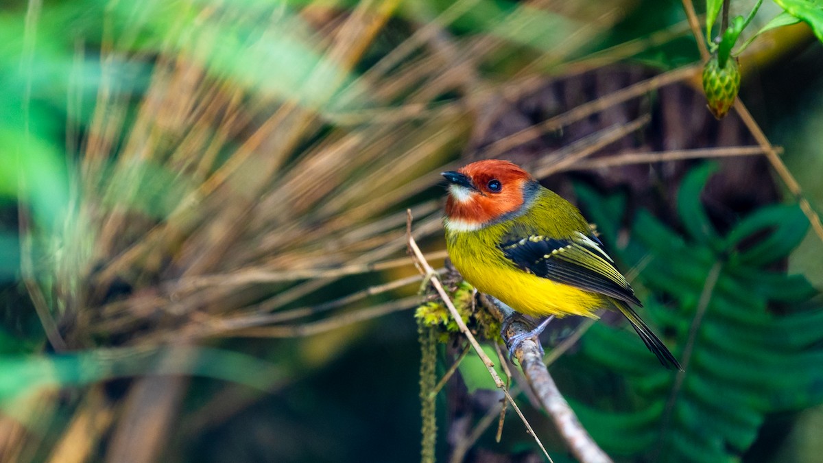 Johnson's Tody-Flycatcher - ML636479574