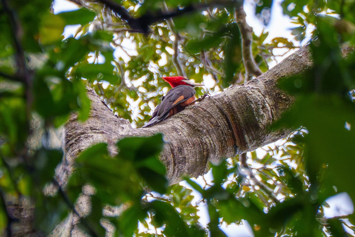 Red-necked Woodpecker - ML636479665