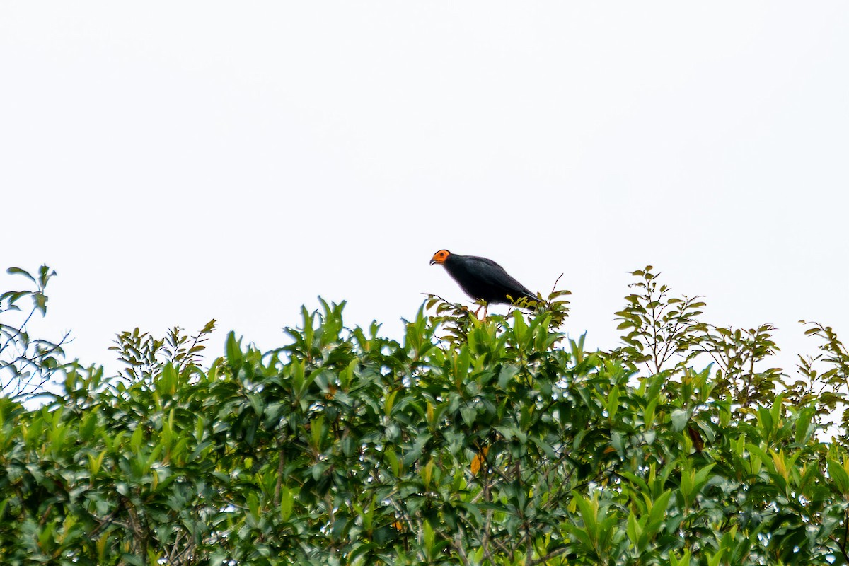 Black Caracara - ML636479692