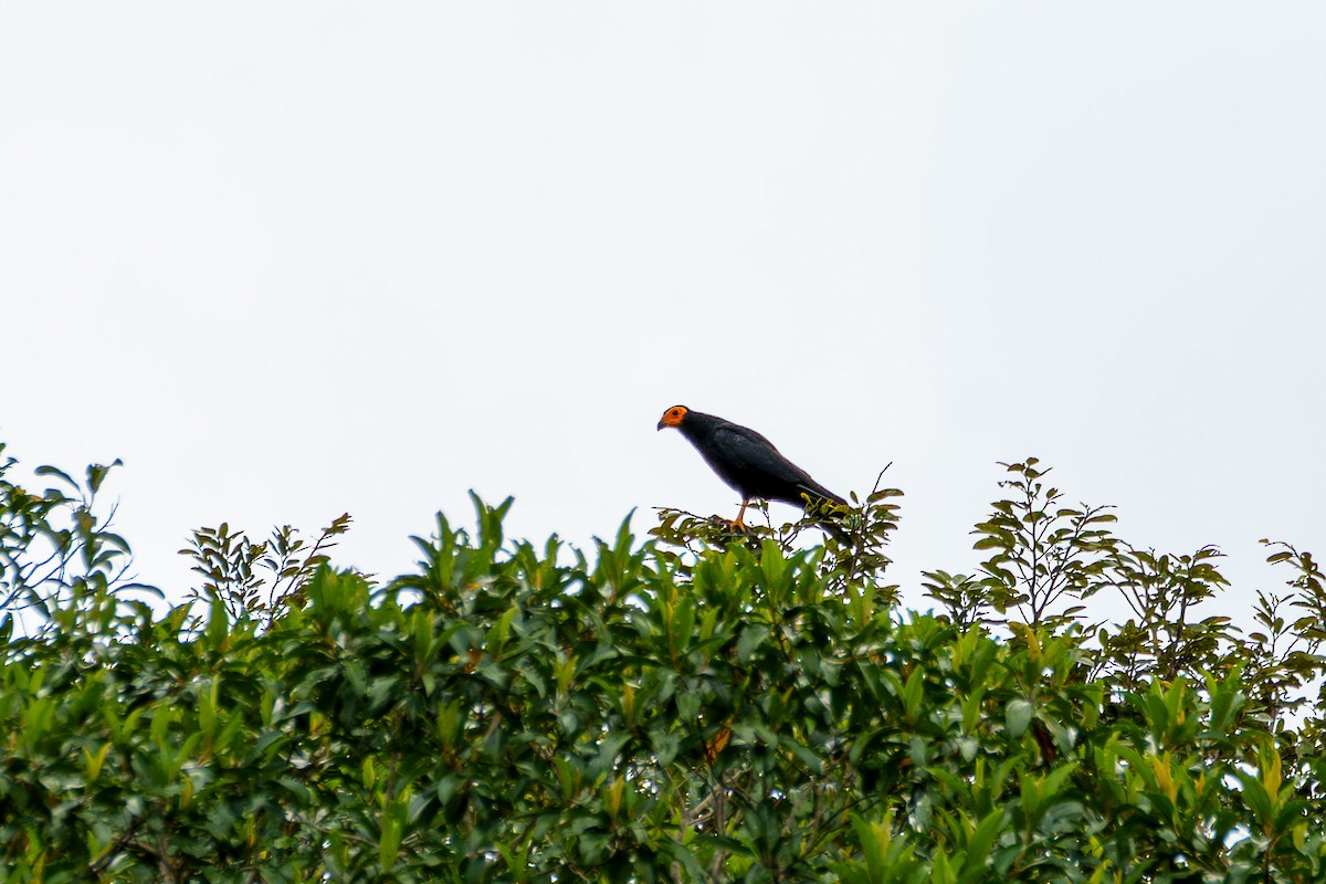 Black Caracara - ML636479693