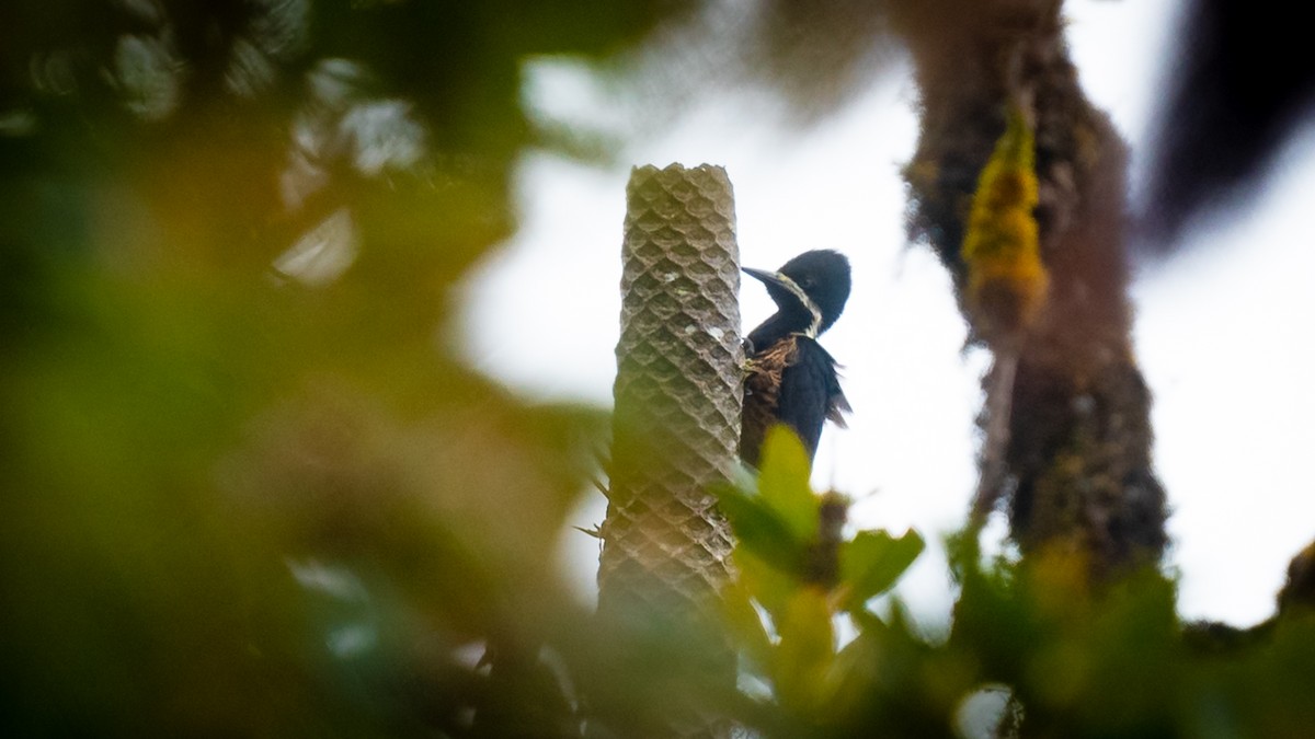 Powerful Woodpecker - ML636479697