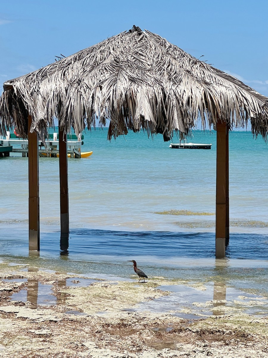 Green Heron - ML636479733