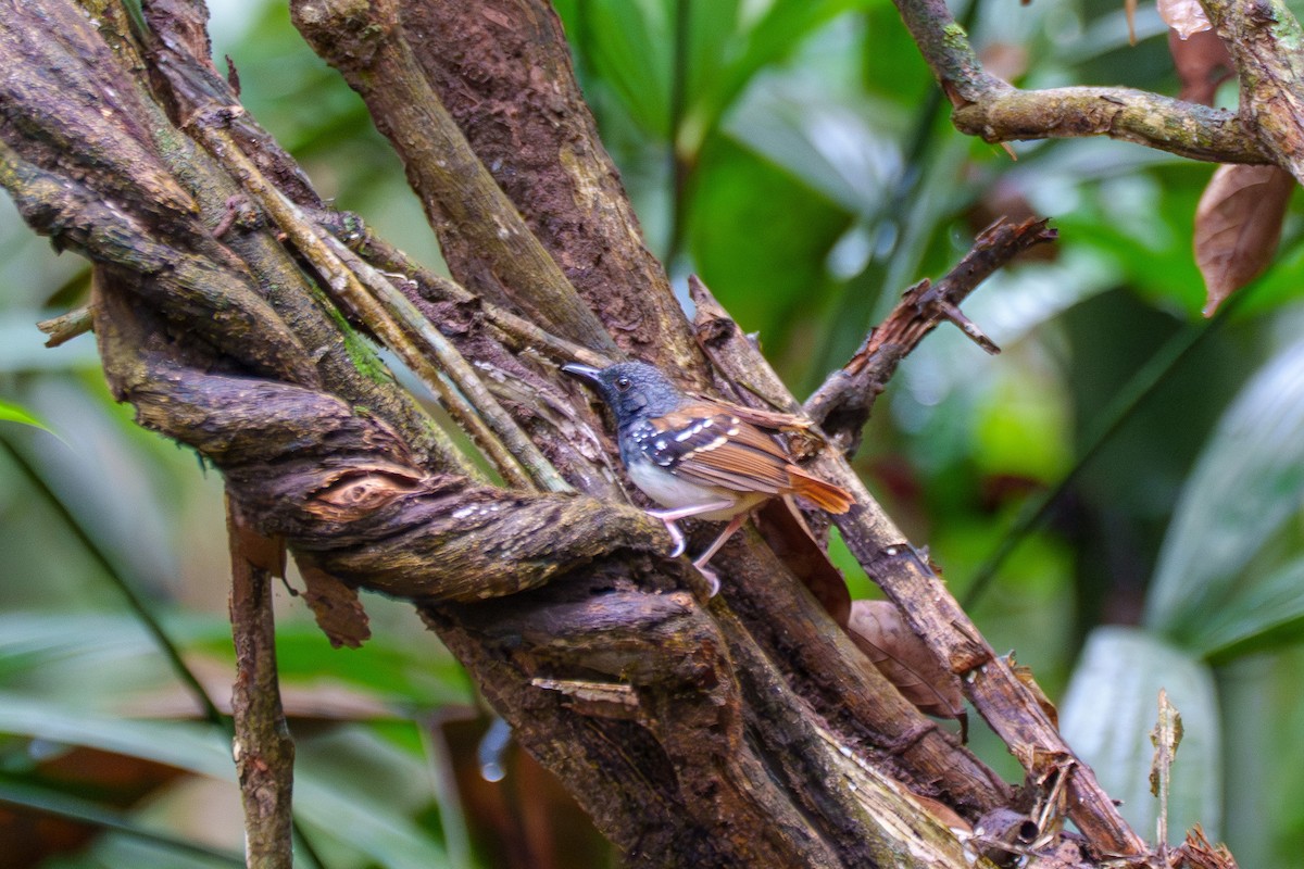 Chestnut-tailed Antbird (pallens) - ML636479736
