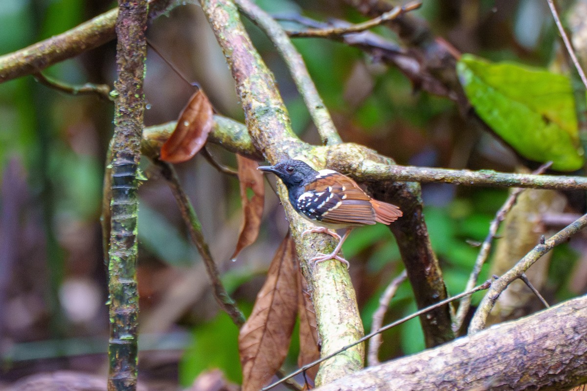 Chestnut-tailed Antbird (pallens) - ML636479737