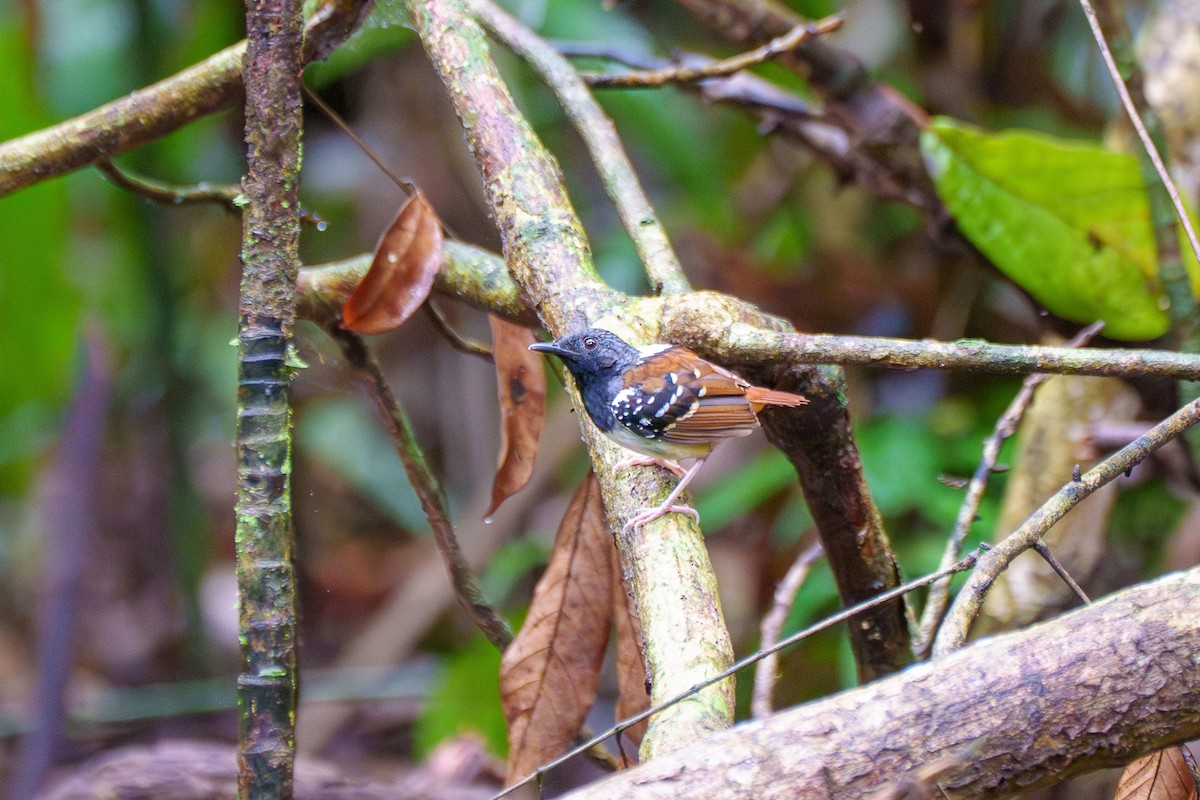 Chestnut-tailed Antbird (pallens) - ML636479738
