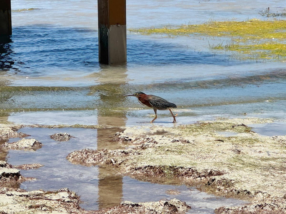 Green Heron - ML636479739