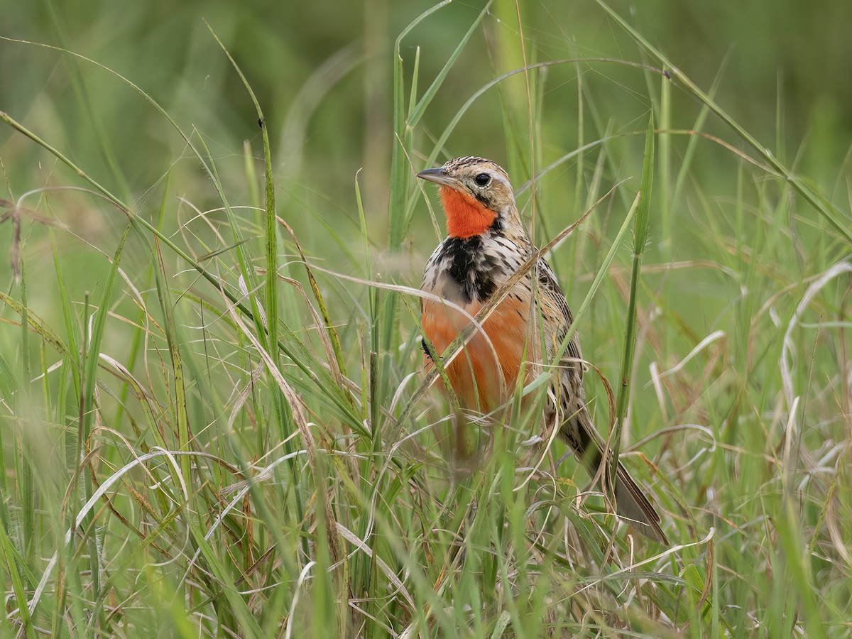 Rosy-throated Longclaw - ML636479753