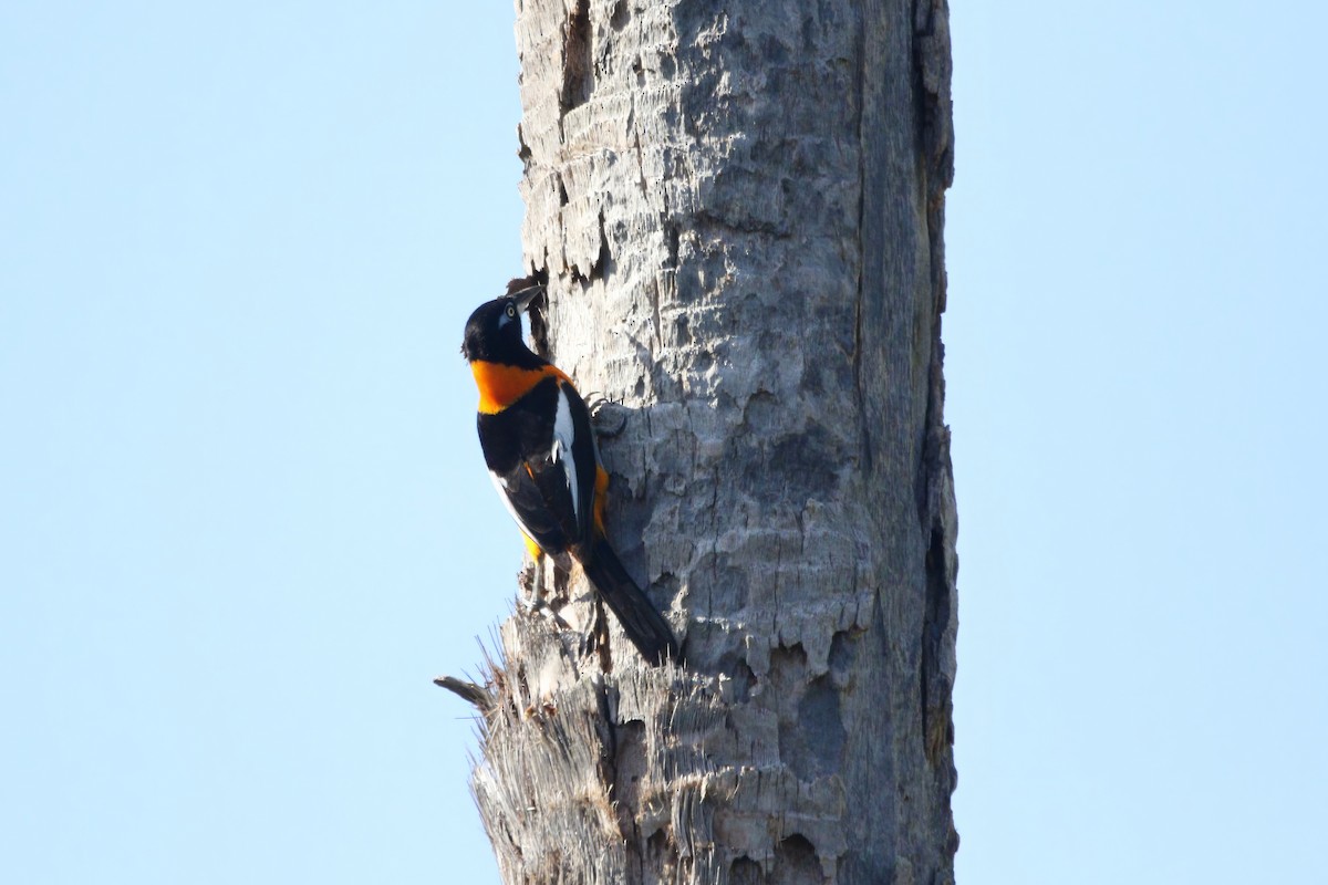 Venezuelan Troupial - ML636479761