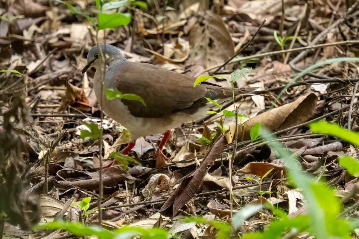 Gray-headed Dove - ML636479968