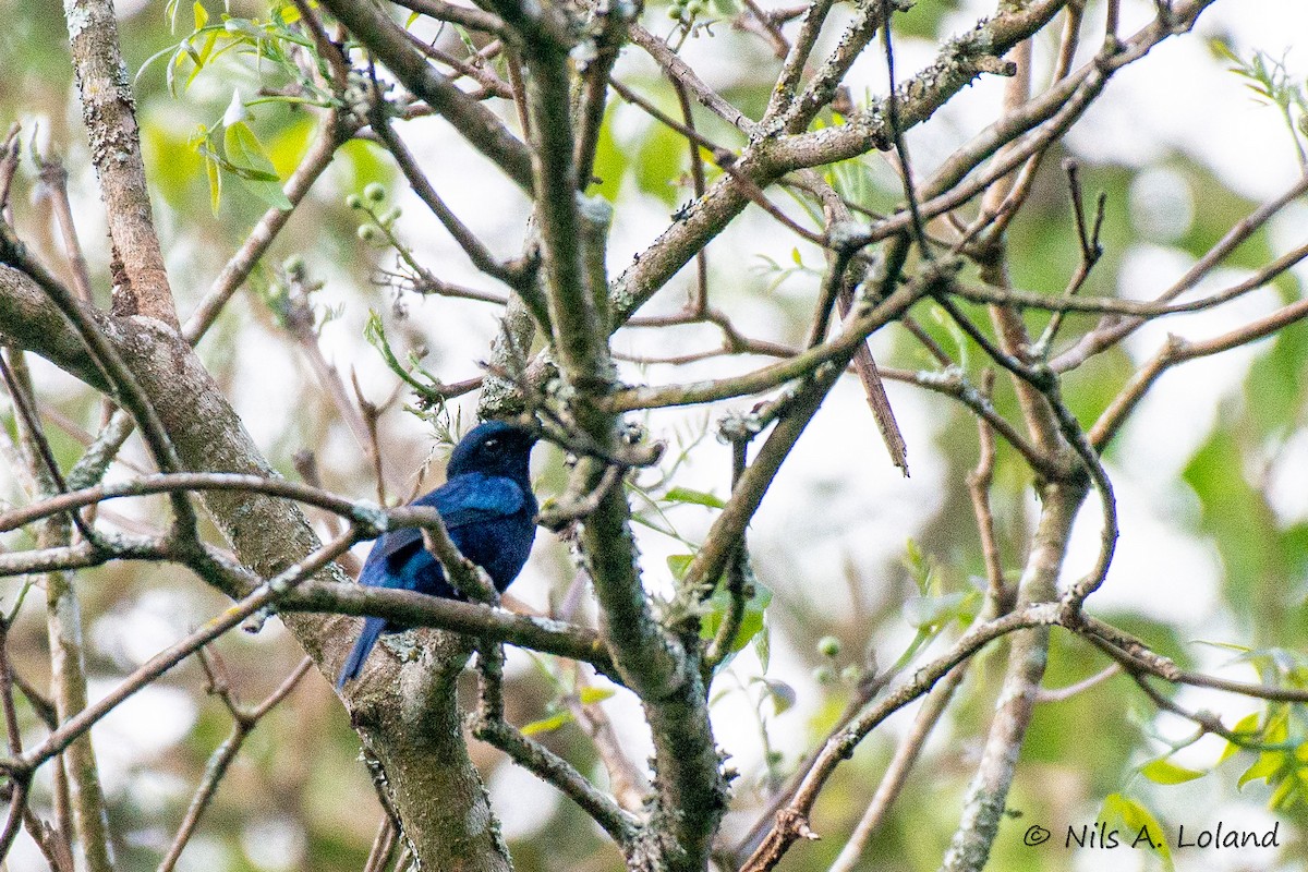 Purple-throated Cuckooshrike - ML636479995