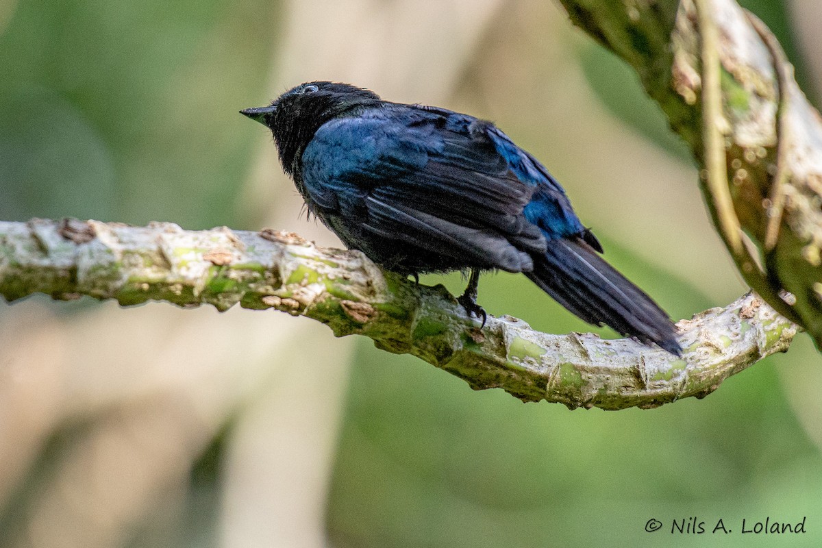 Purple-throated Cuckooshrike - ML636479996