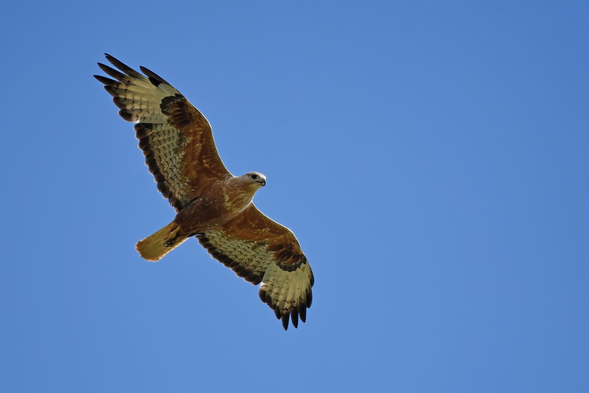 歐亞鵟(vulpinus/menetriesi) - ML636480091