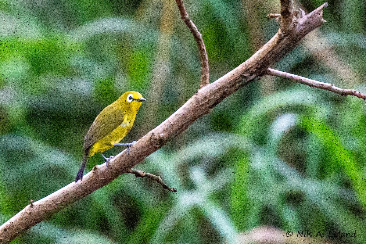 Northern Yellow White-eye - ML636480147
