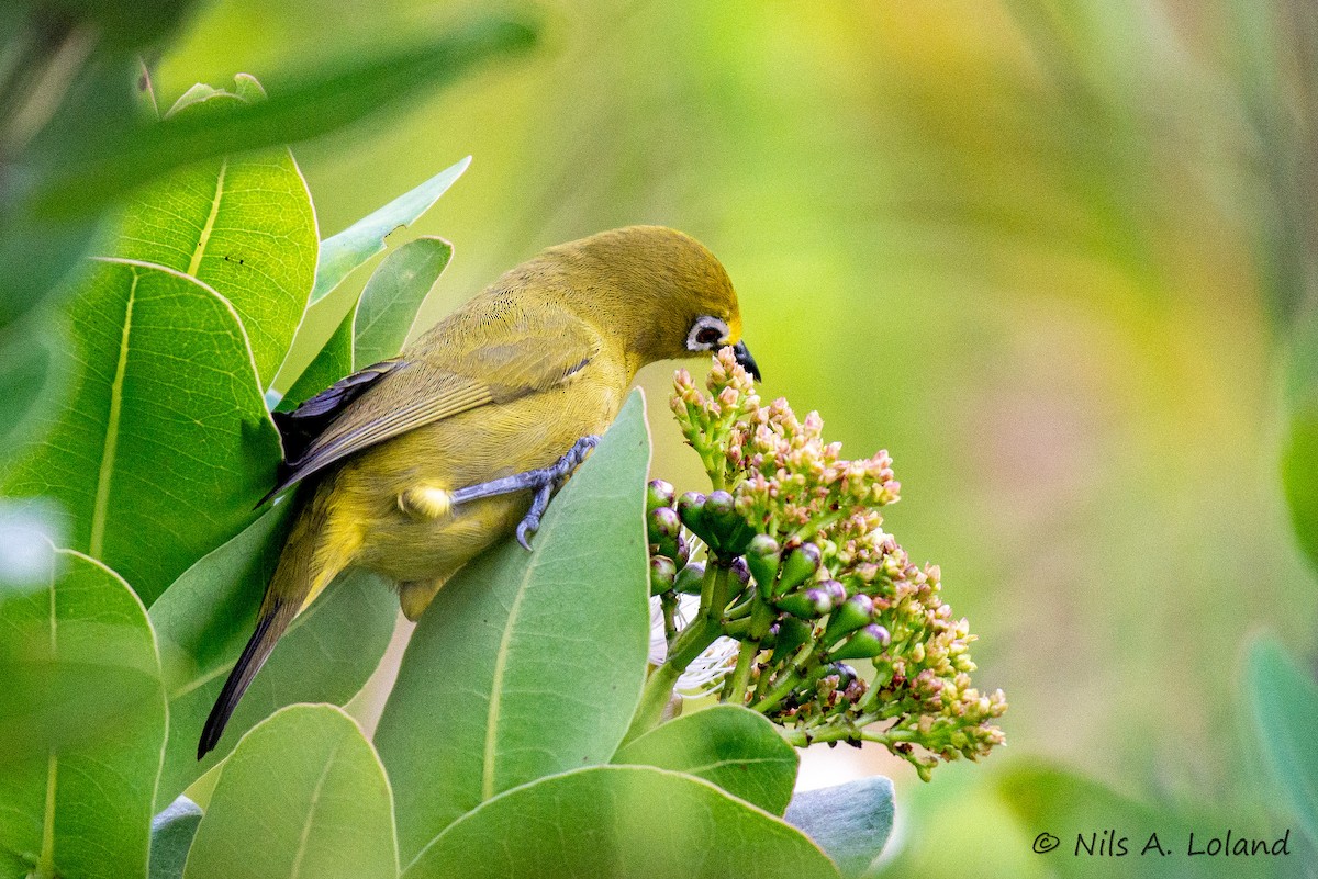 Northern Yellow White-eye - ML636480149