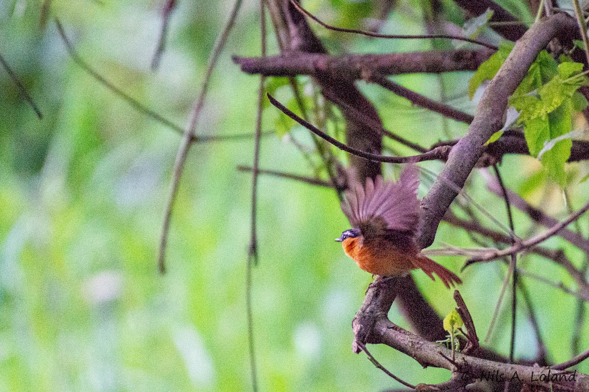Gray-winged Robin-Chat - ML636480223