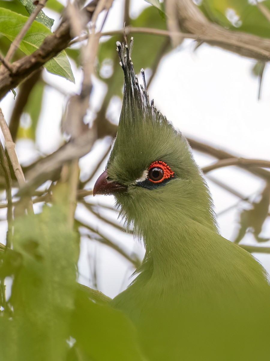 Schalow's Turaco - ML636480226