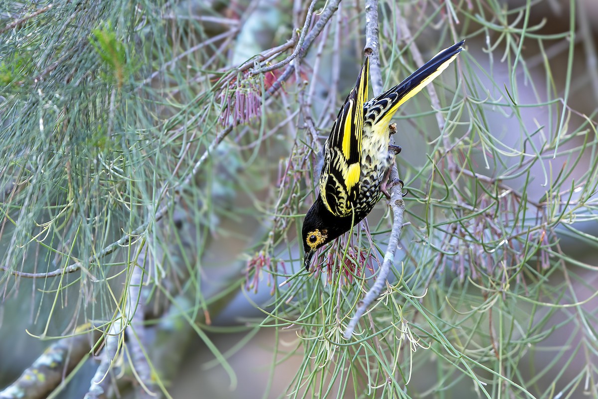 Regent Honeyeater - ML636480260