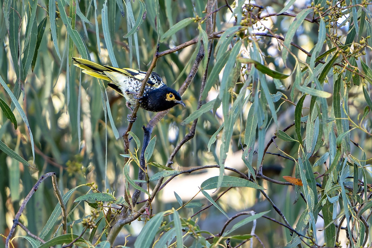 Regent Honeyeater - ML636480261