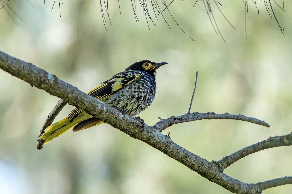 Regent Honeyeater - ML636480271