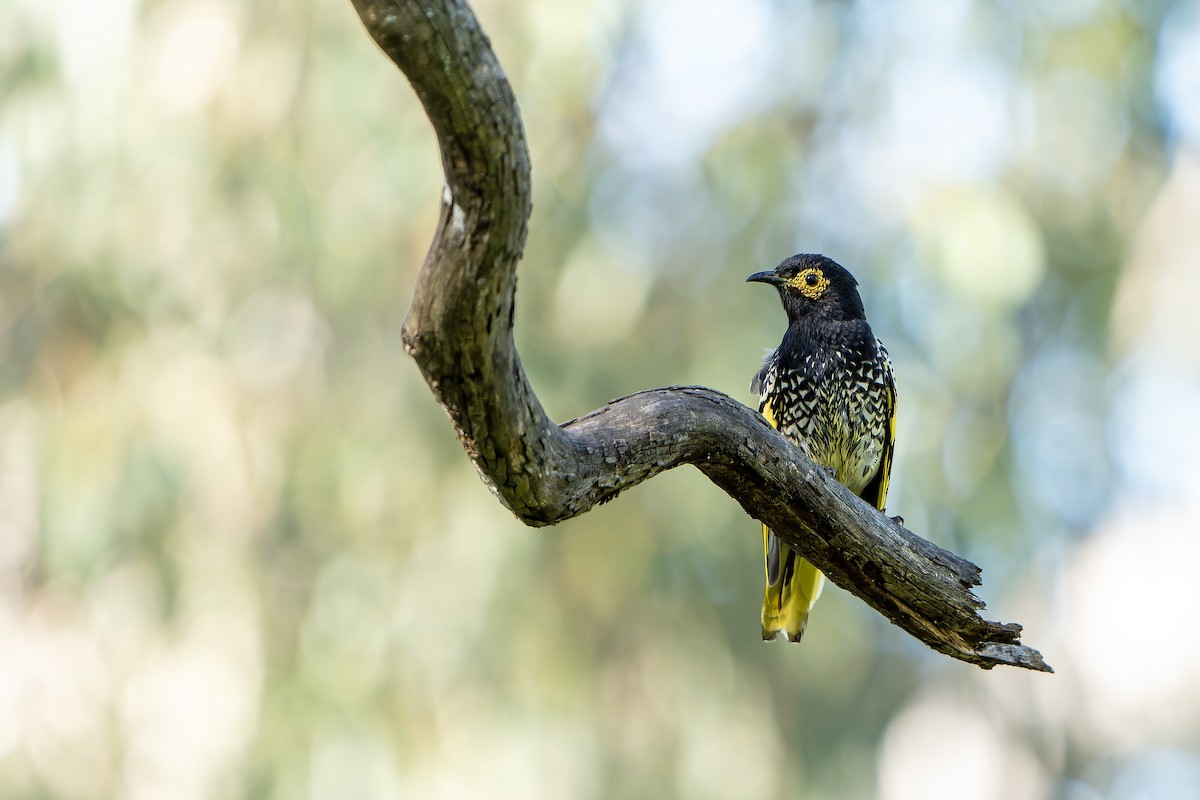 Regent Honeyeater - ML636480272