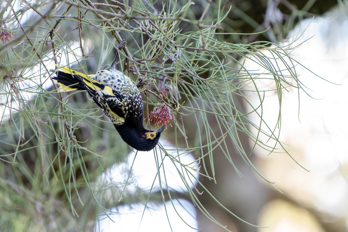 Regent Honeyeater - ML636480275