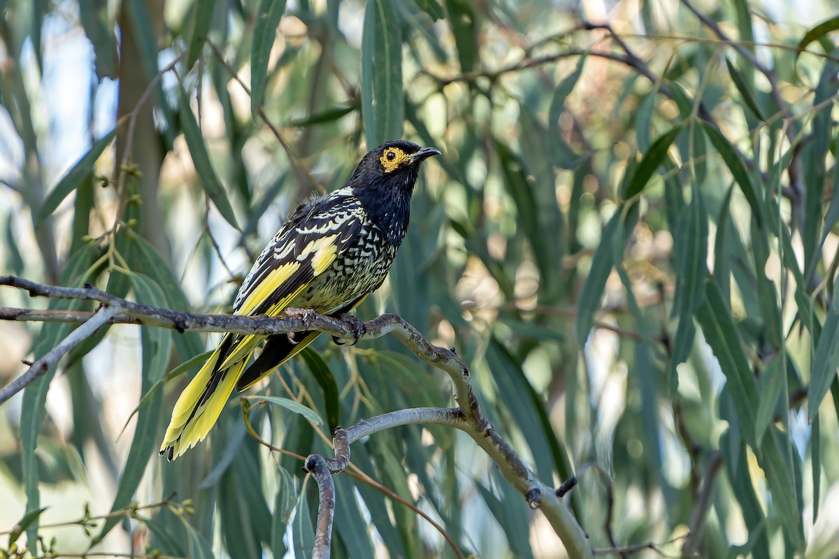 Regent Honeyeater - ML636480276