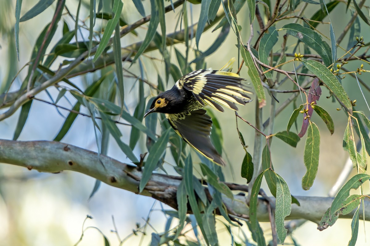 Regent Honeyeater - ML636480277