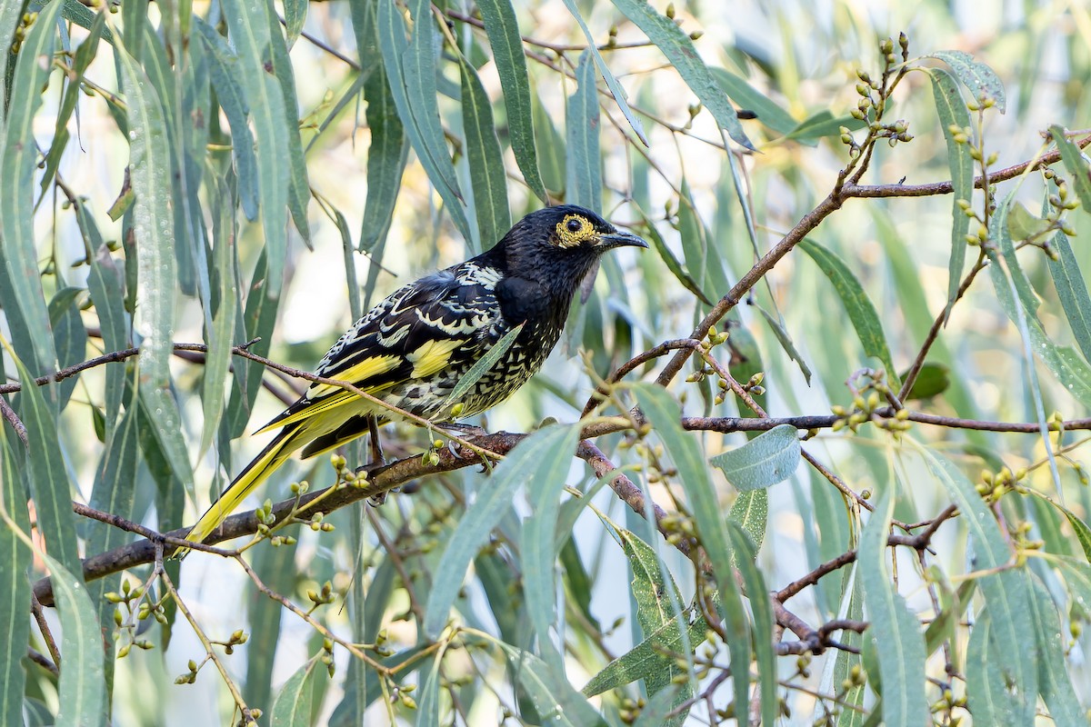 Regent Honeyeater - ML636480278