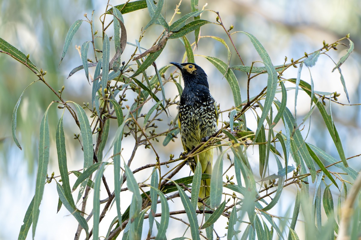 Regent Honeyeater - ML636480279