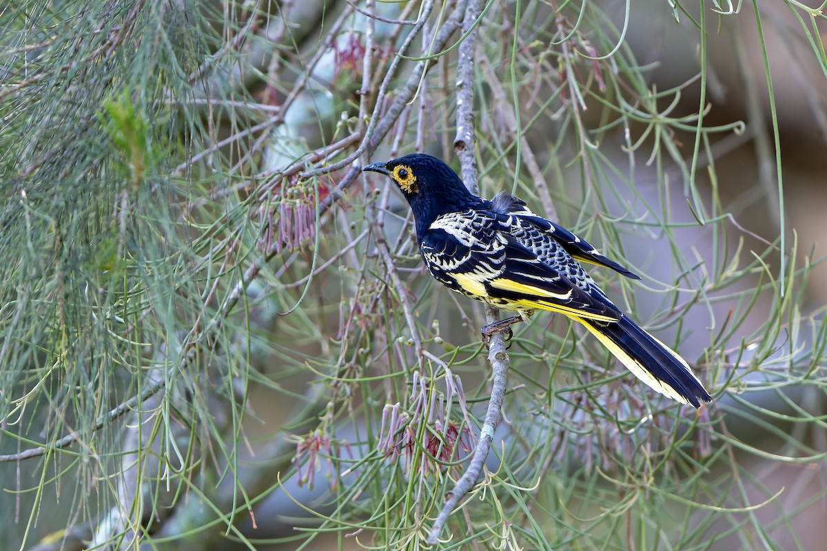 Regent Honeyeater - ML636480289