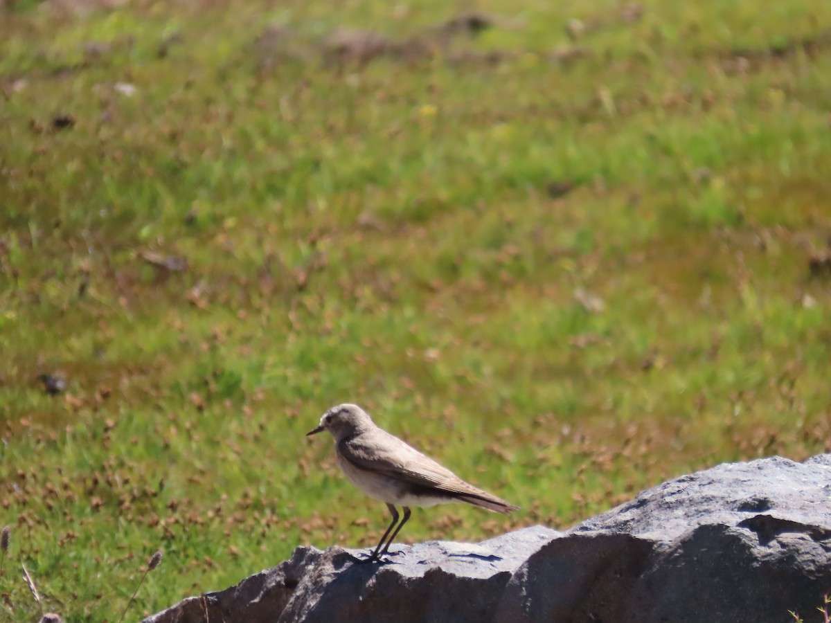Ochre-naped Ground-Tyrant - ML636480315
