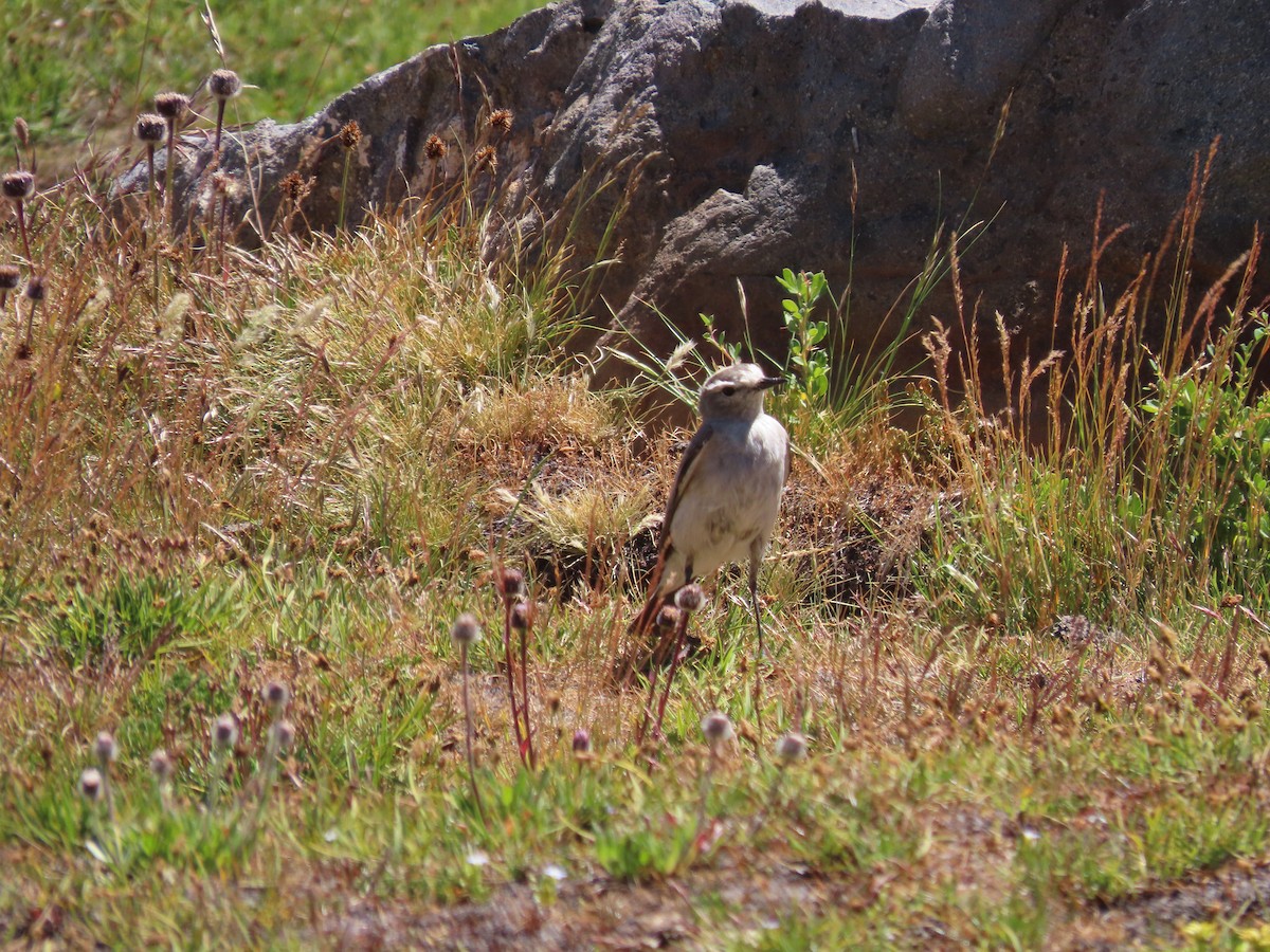 Ochre-naped Ground-Tyrant - ML636480317