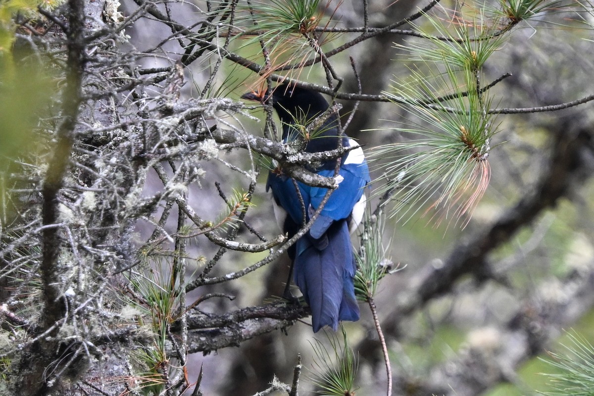 Black-rumped Magpie - ML636480318