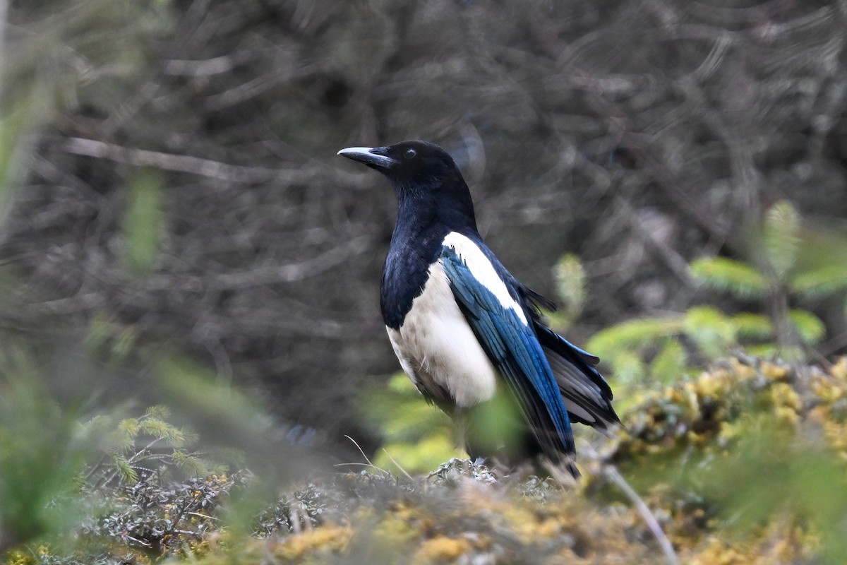 Black-rumped Magpie - ML636480320