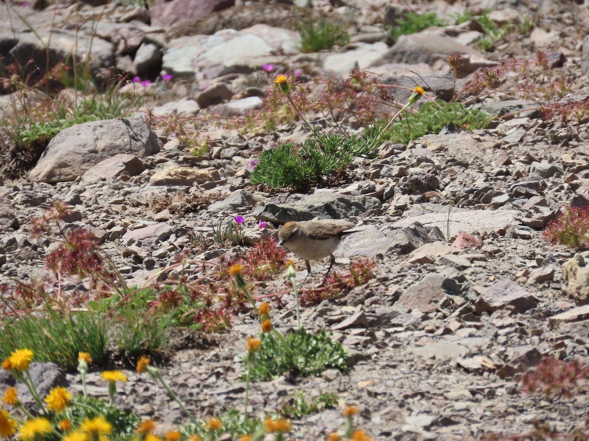 White-browed Ground-Tyrant - ML636480334