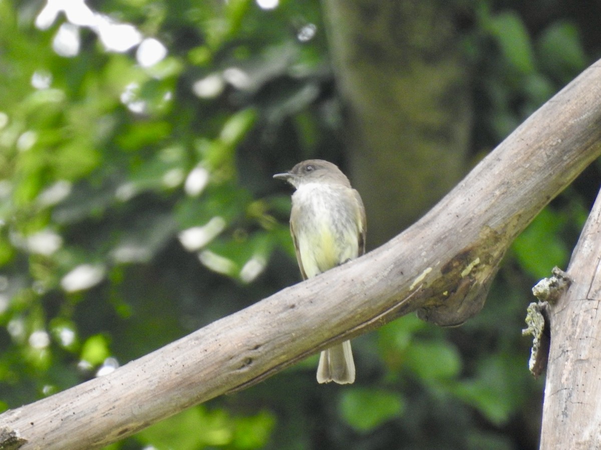 Eastern Phoebe - ML636480339