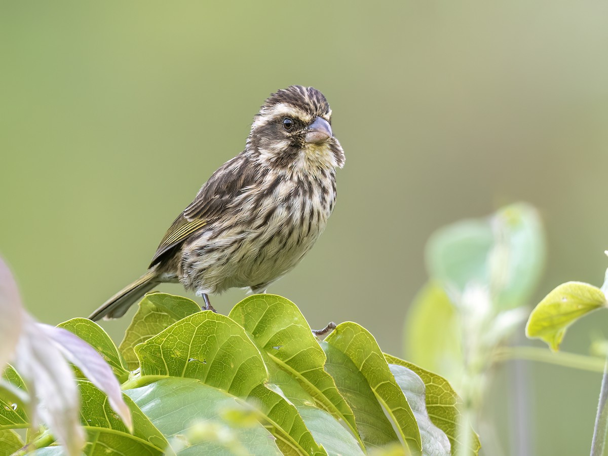 Streaky Seedeater - Andres Vasquez Noboa